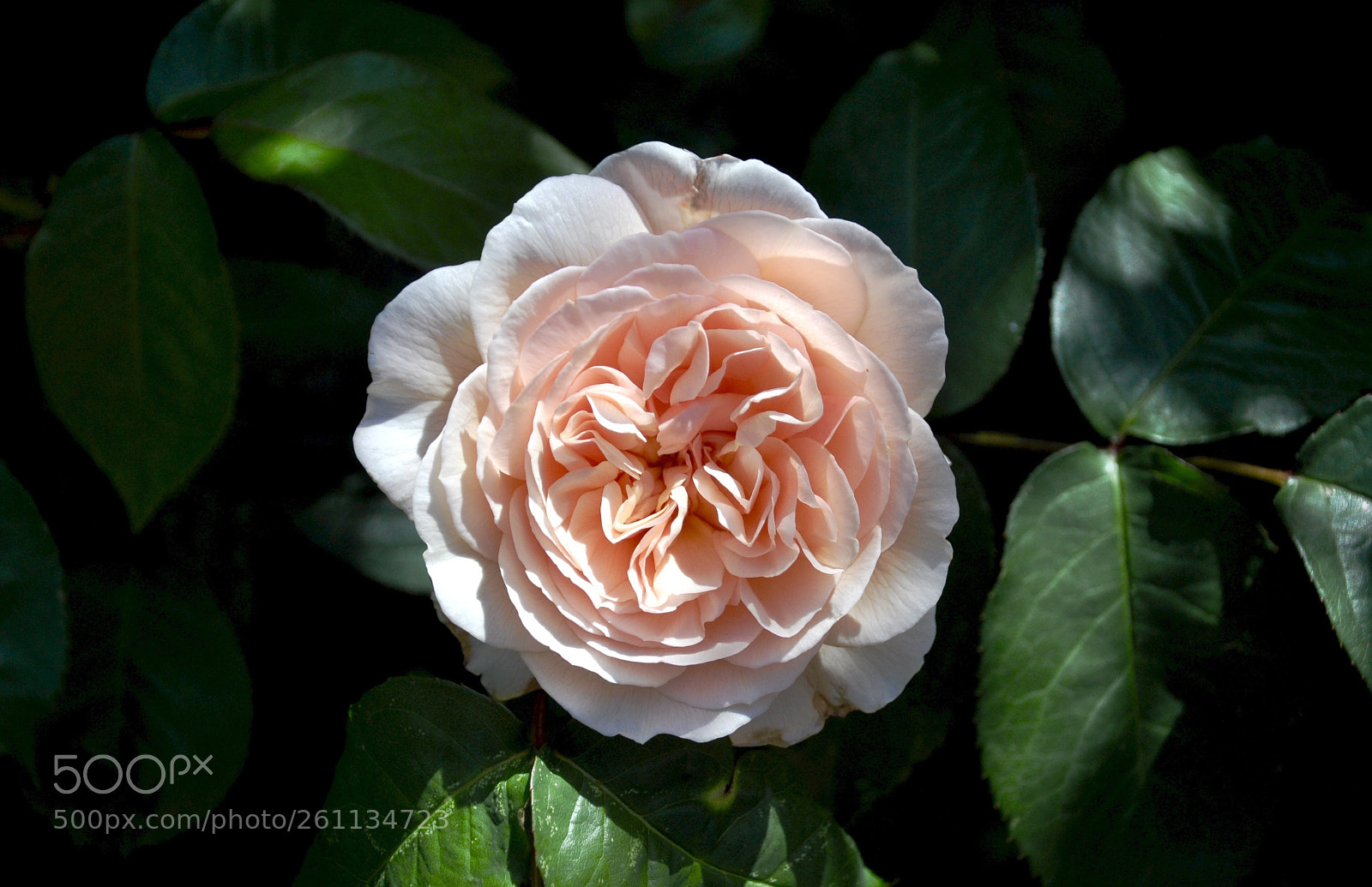 Nikon D90 sample photo. Light pink flower catches photography