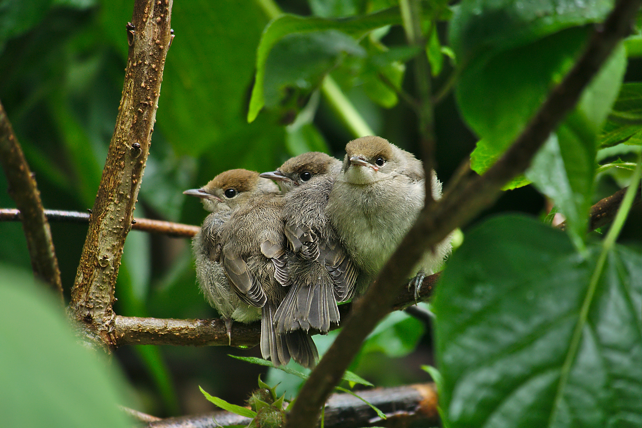 Panasonic Lumix DMC-GM1 sample photo. 2018 06 05 23 three young garden warbler 02.jpg photography