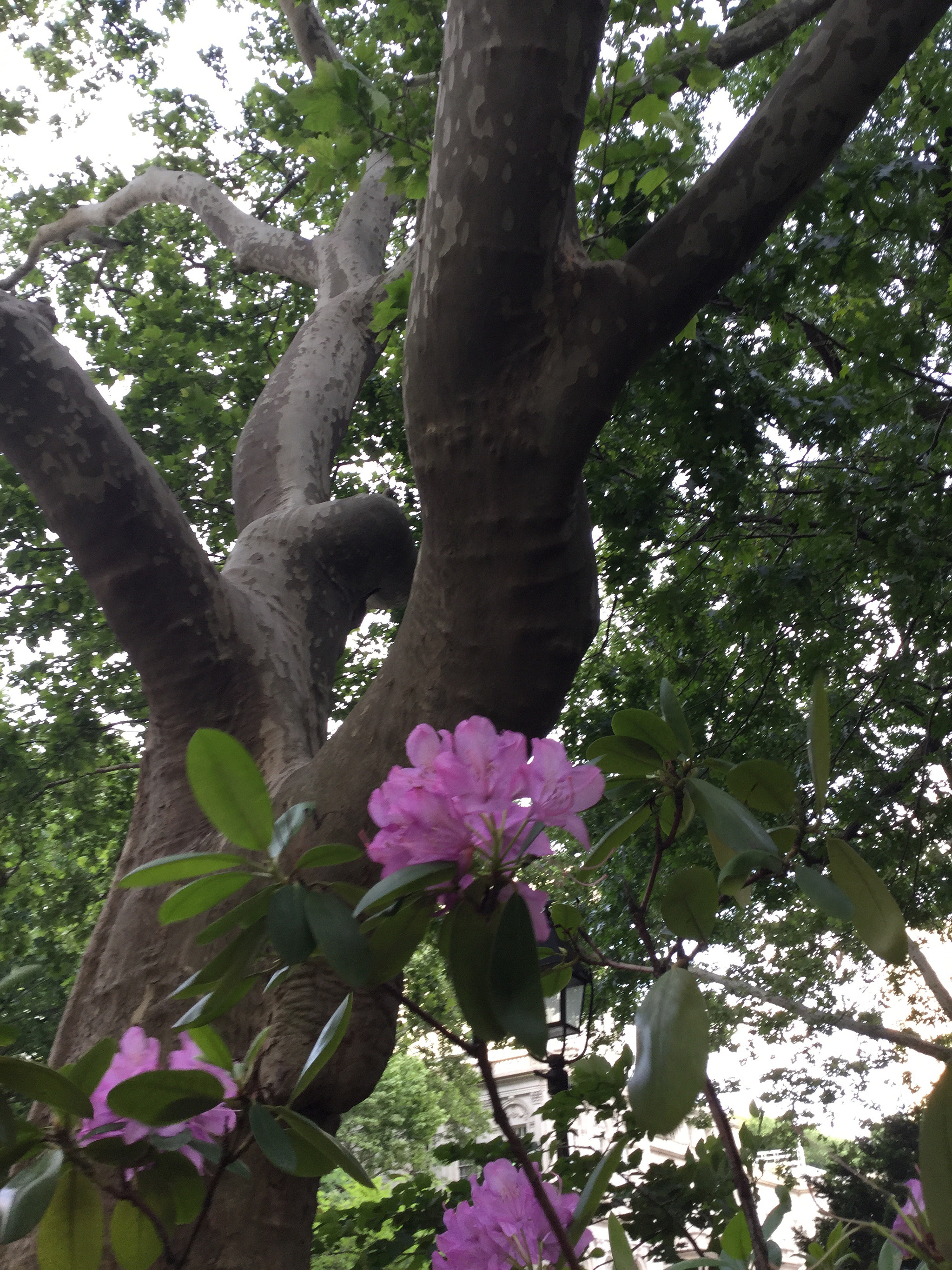 Apple iPod touch sample photo. Up the tree photography