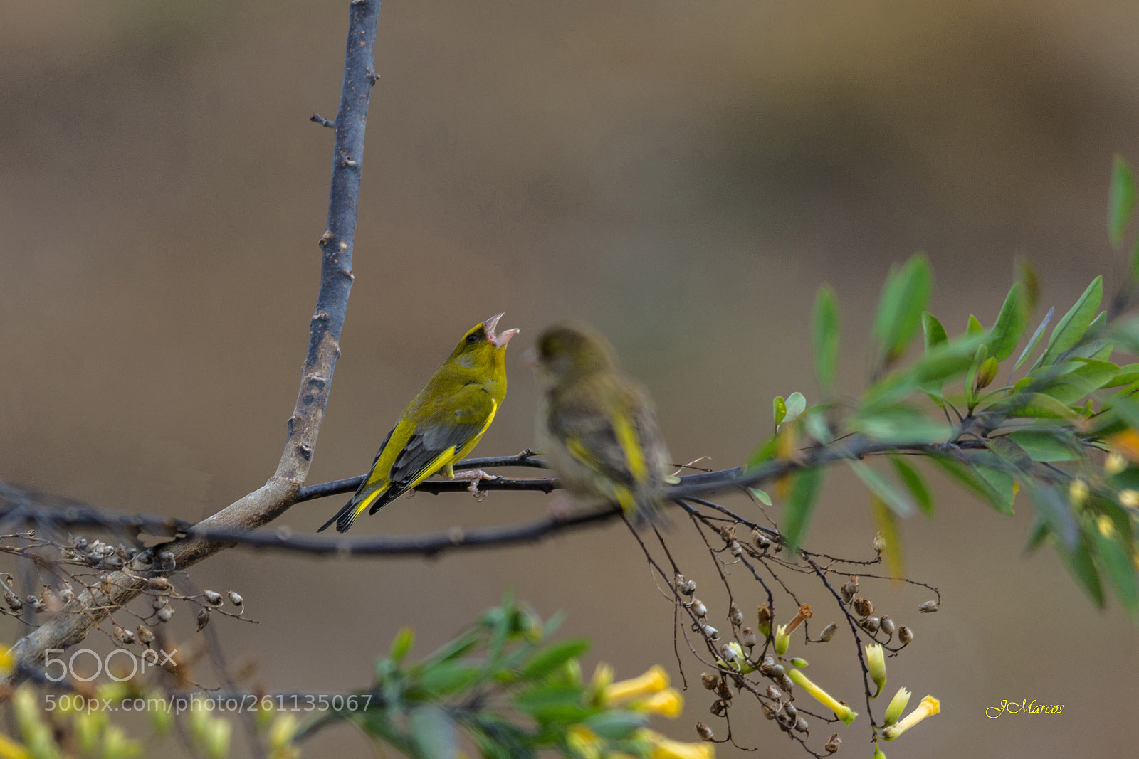 Nikon D7100 sample photo. European greenfinch photography