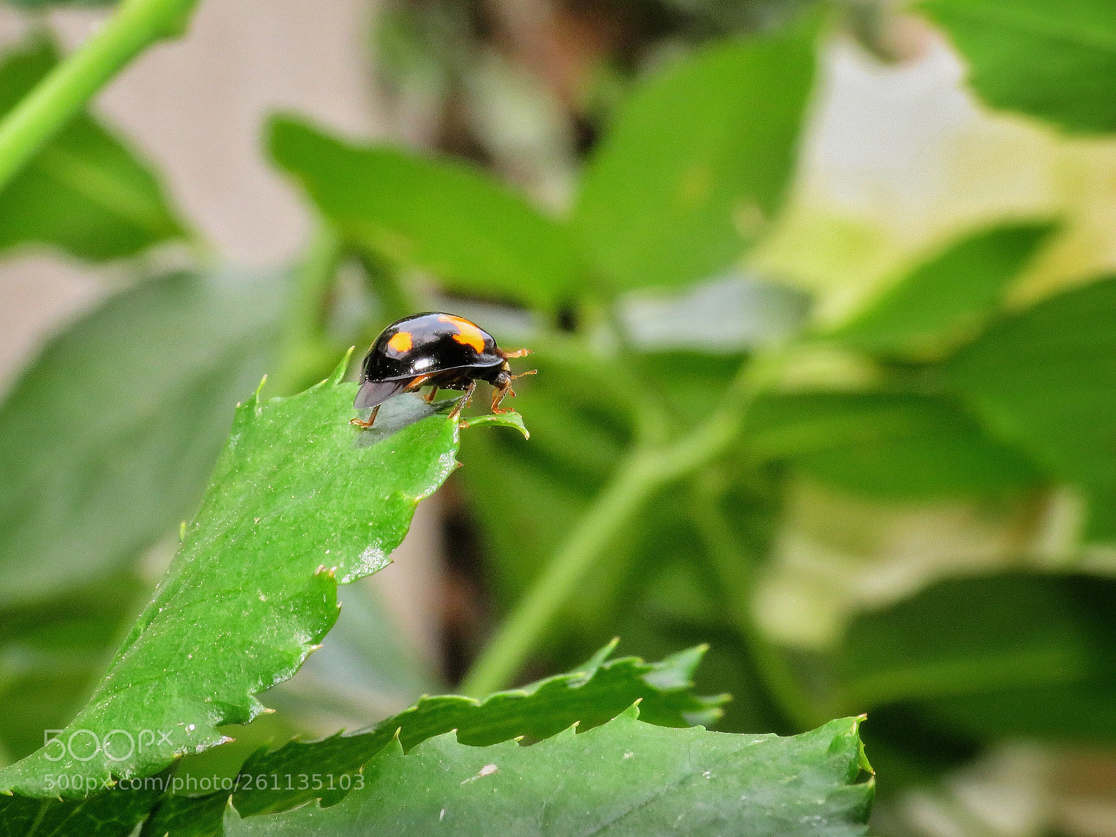 Canon PowerShot SX540 HS sample photo. Untitled photography