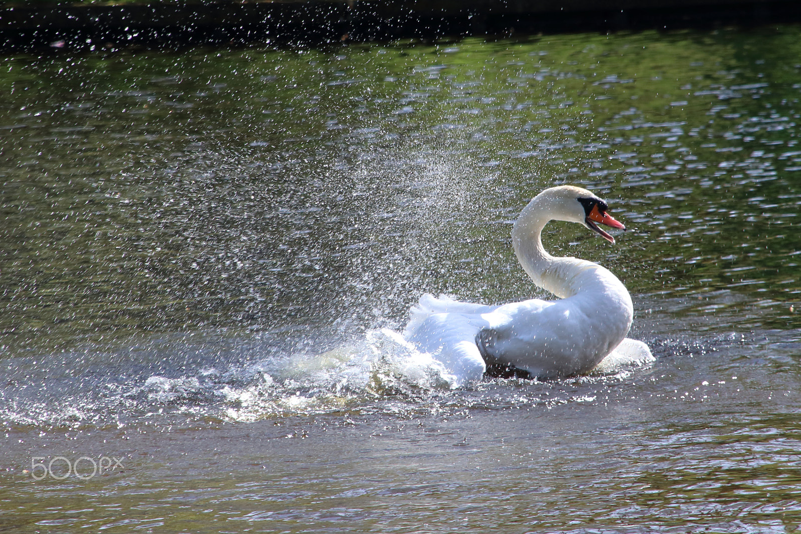 Canon EOS 80D + Sigma 18-200mm f/3.5-6.3 DC OS sample photo. The swan bath photography