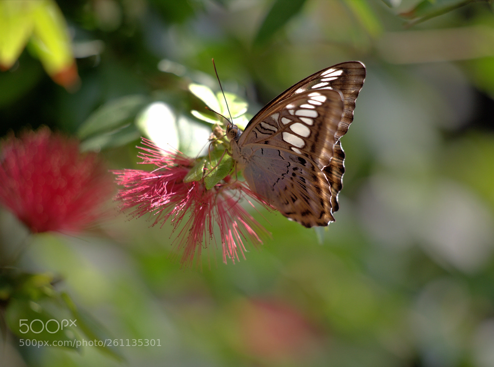 Canon EOS 6D sample photo. Nectar collector photography
