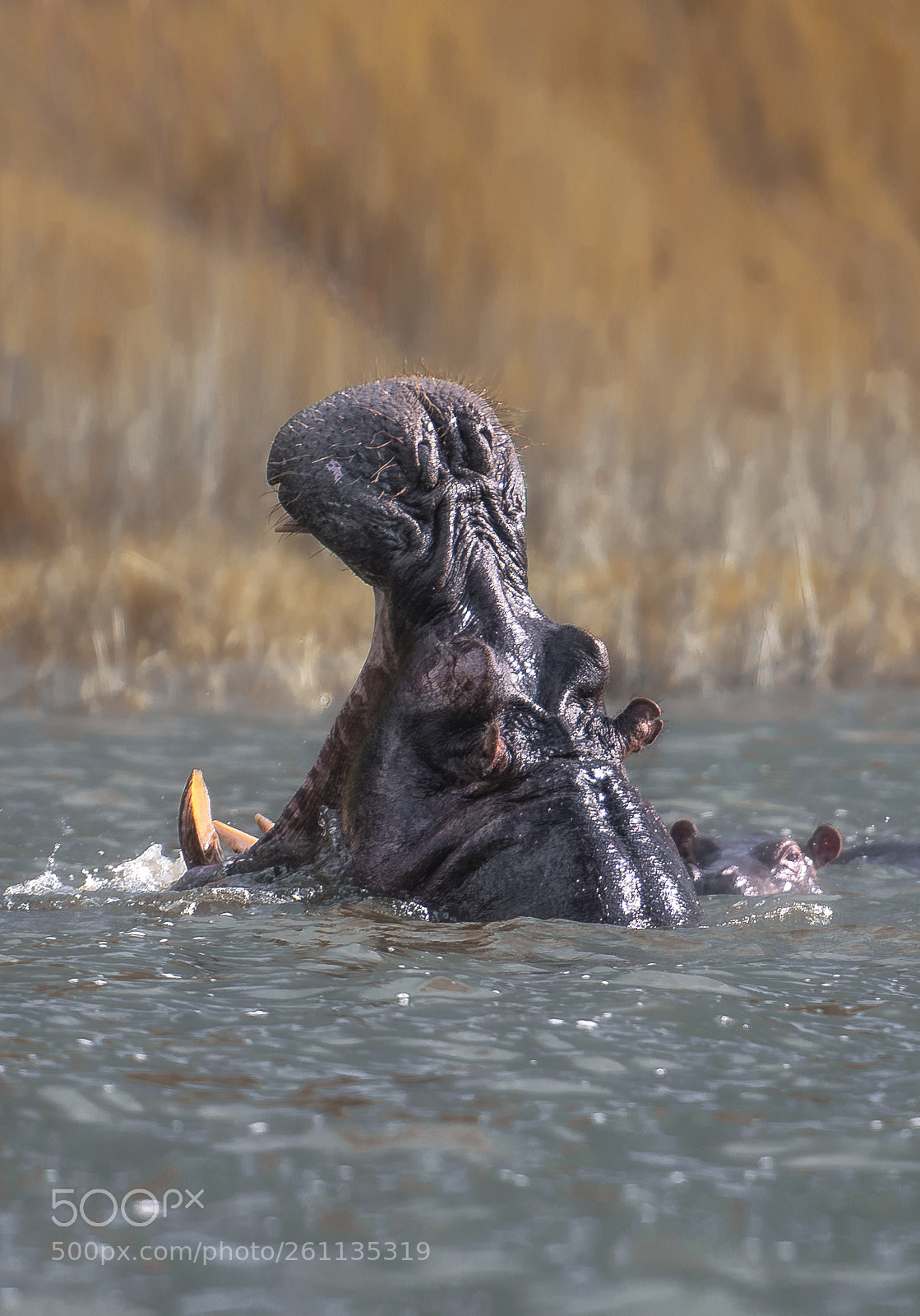 Nikon D850 sample photo. Angry hippopotamus photography