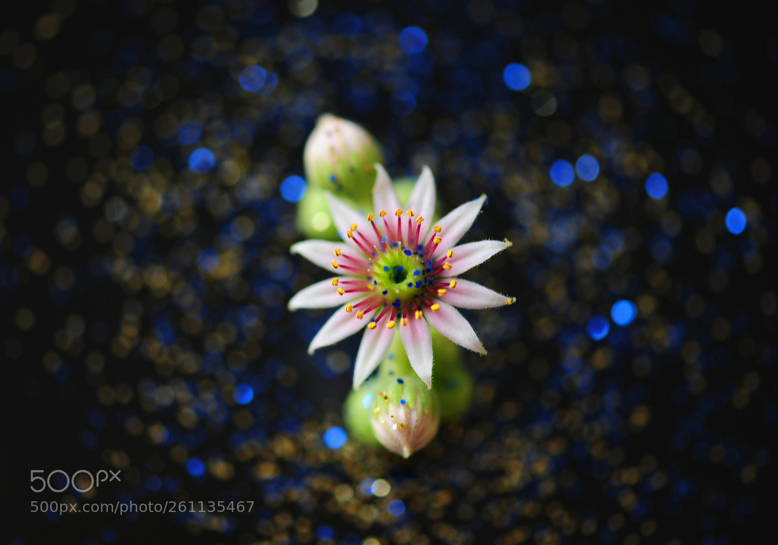 Nikon D700 sample photo. Flower photography