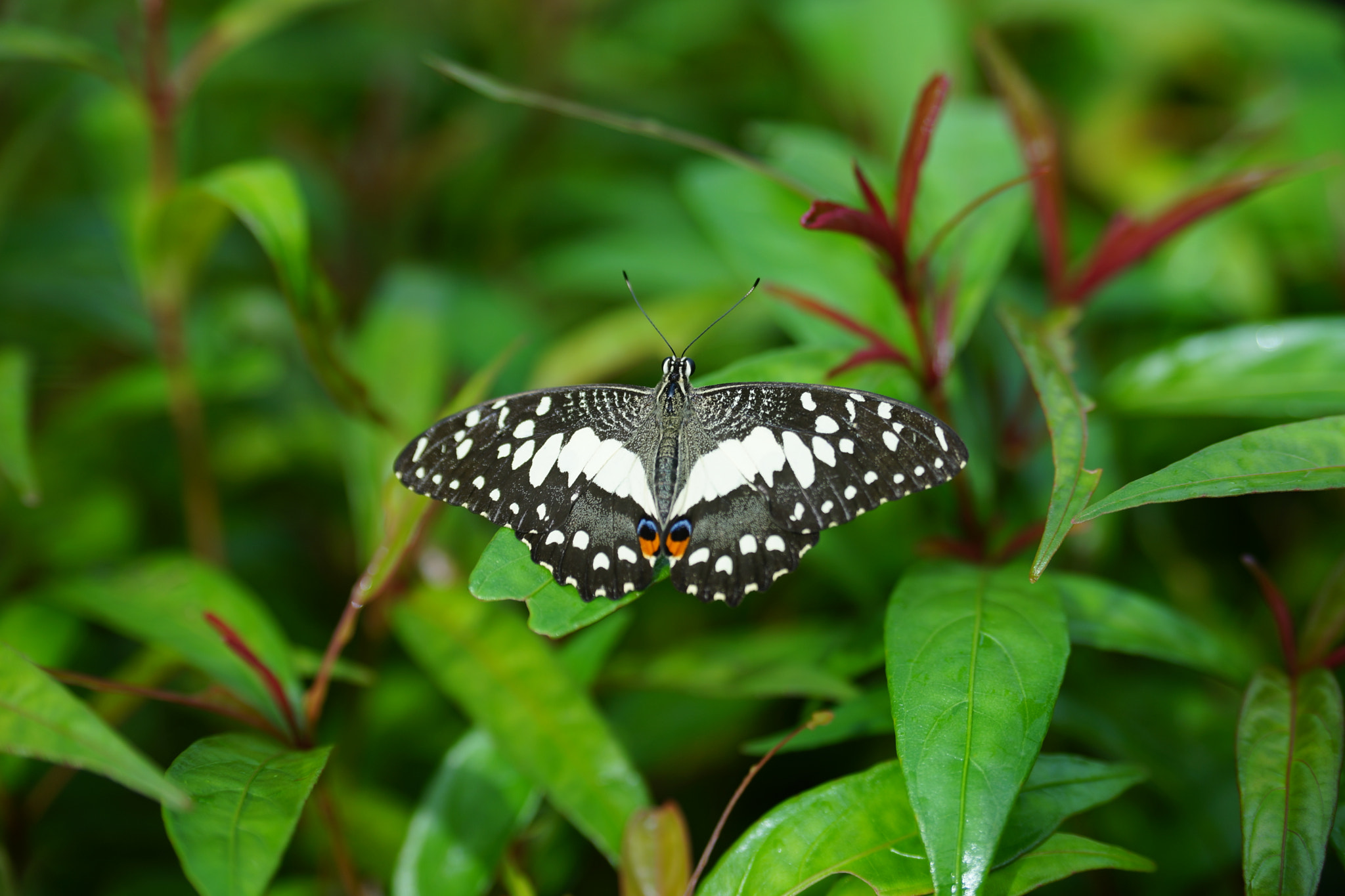 Sony 28-75mm F2.8 SAM sample photo. Butterfly photography