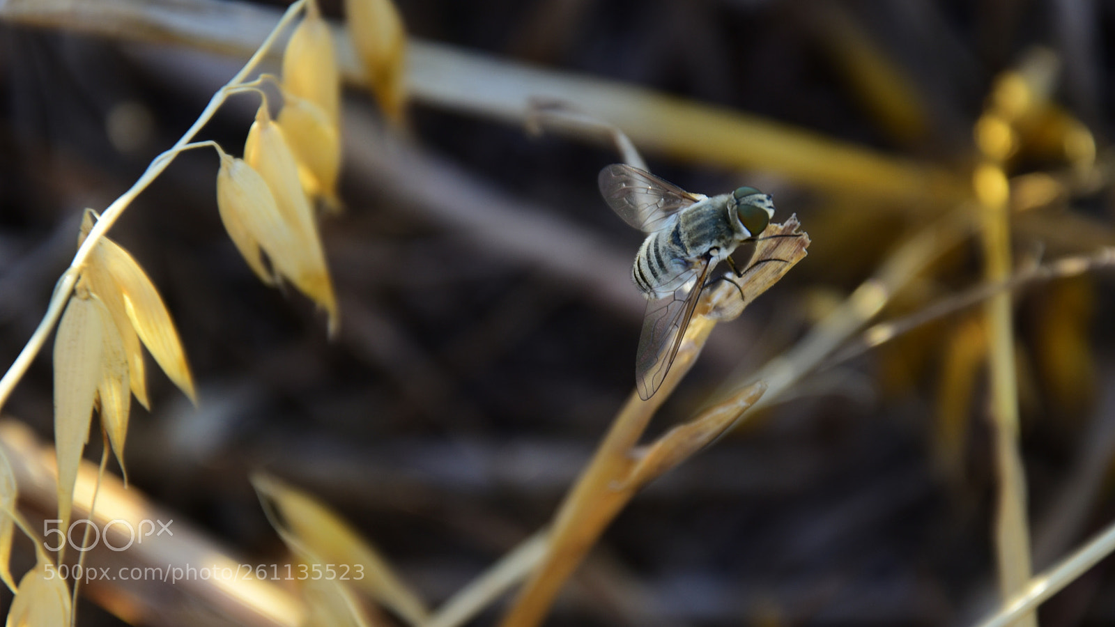 Nikon D7200 sample photo. Untitled photography