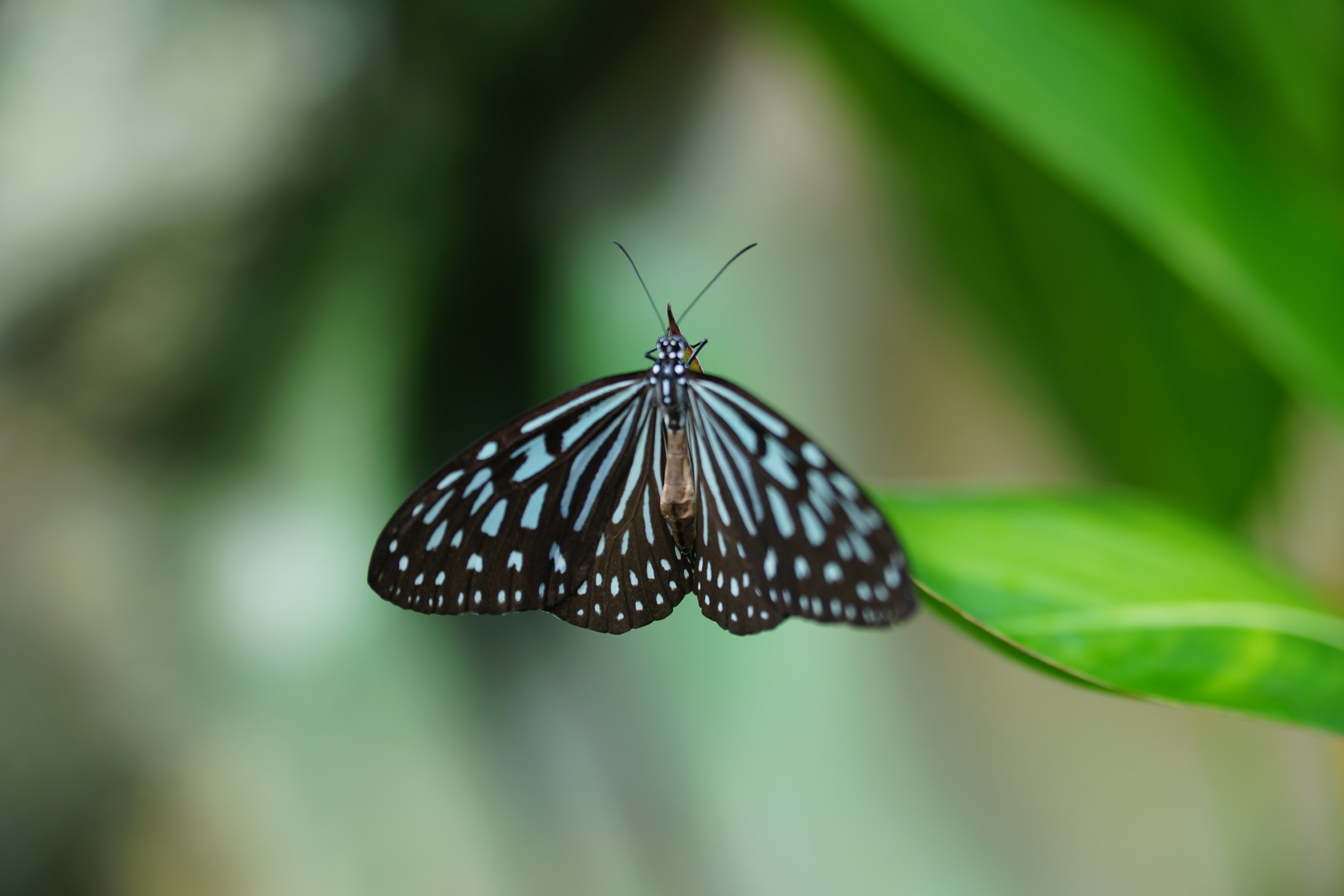 Sony 28-75mm F2.8 SAM sample photo. Butterfly photography