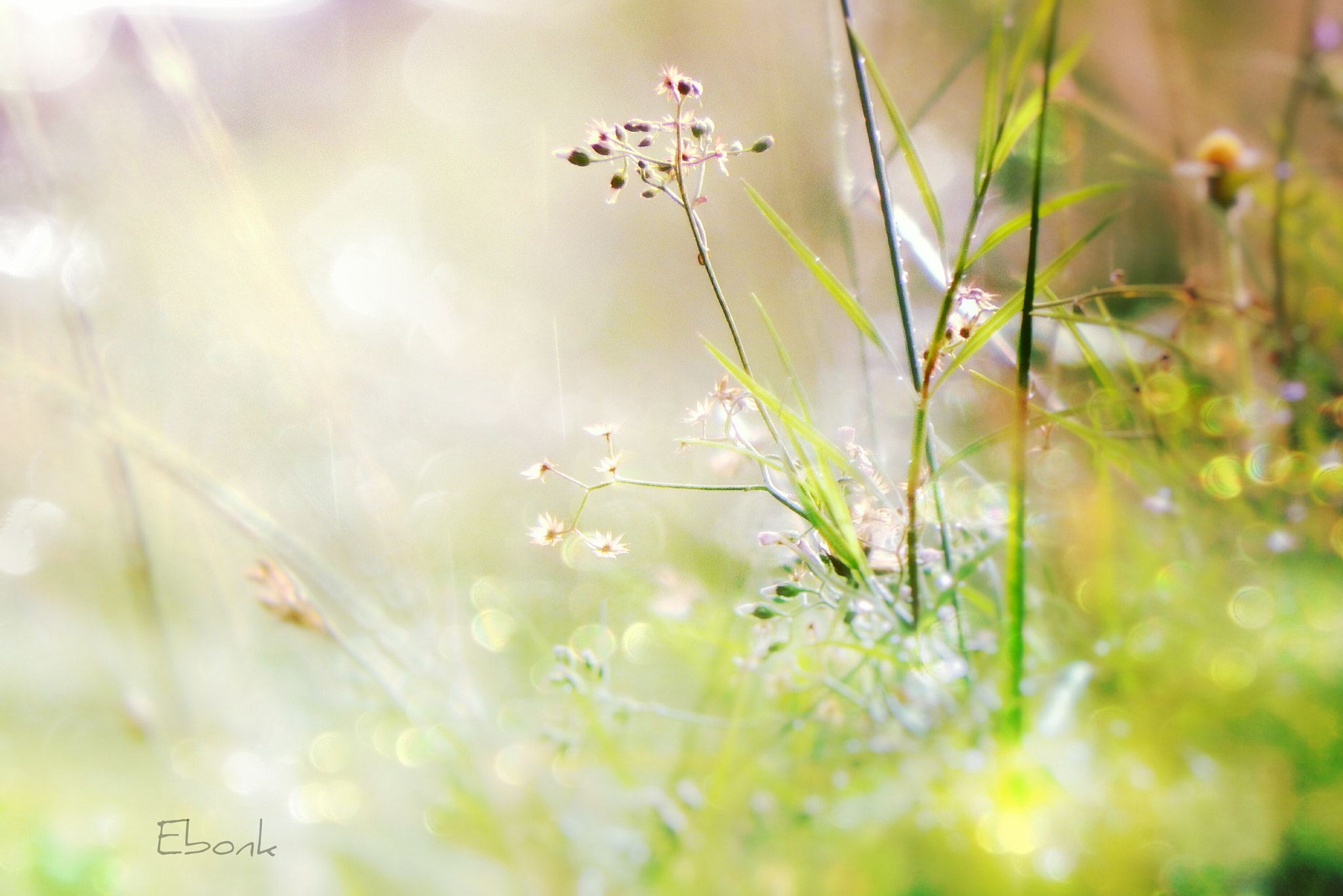 Fujifilm FinePix SL1000 sample photo. Wild flowers photography