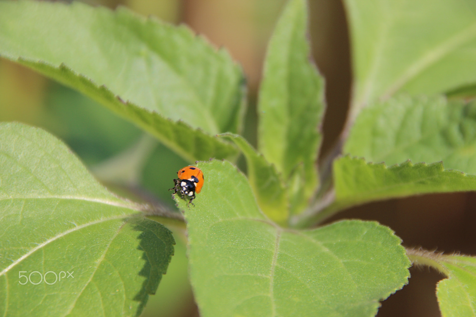 Canon EOS 600D (Rebel EOS T3i / EOS Kiss X5) sample photo. Ladybug crawls on plant photography