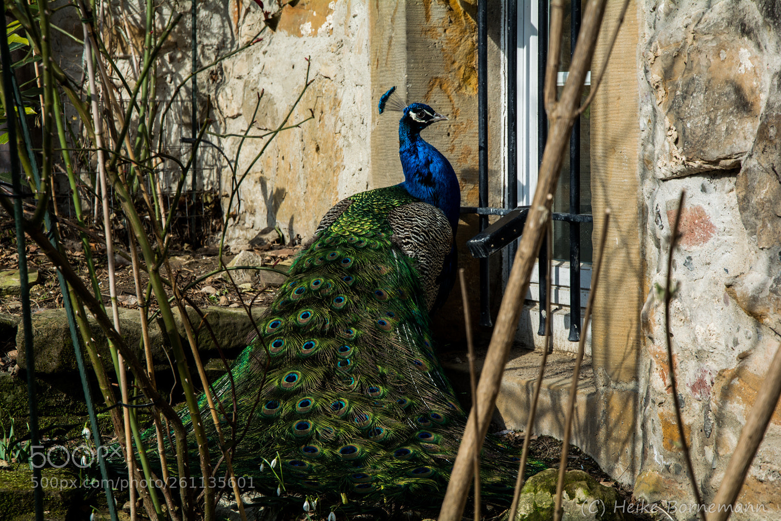 Nikon D5200 sample photo. Eure majestät... photography