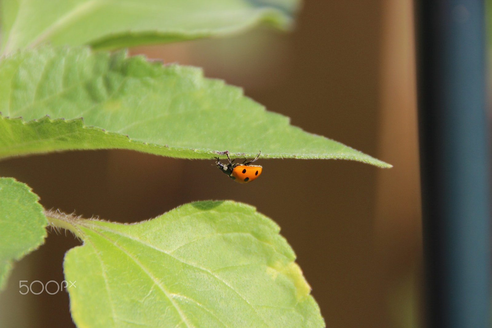 Canon EOS 600D (Rebel EOS T3i / EOS Kiss X5) sample photo. Ladybug crawls on plant - upside down photography