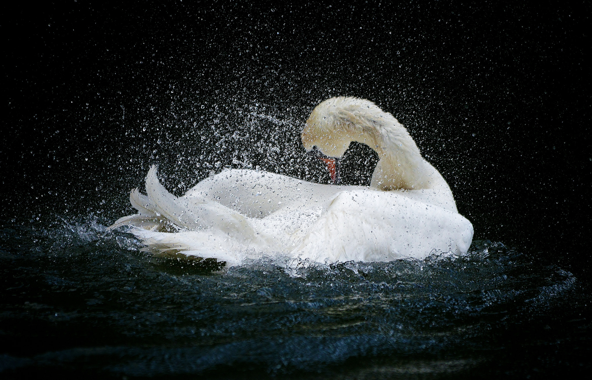 Nikon D800 sample photo. Cigno...lago di varese. lombardia "italia" photography