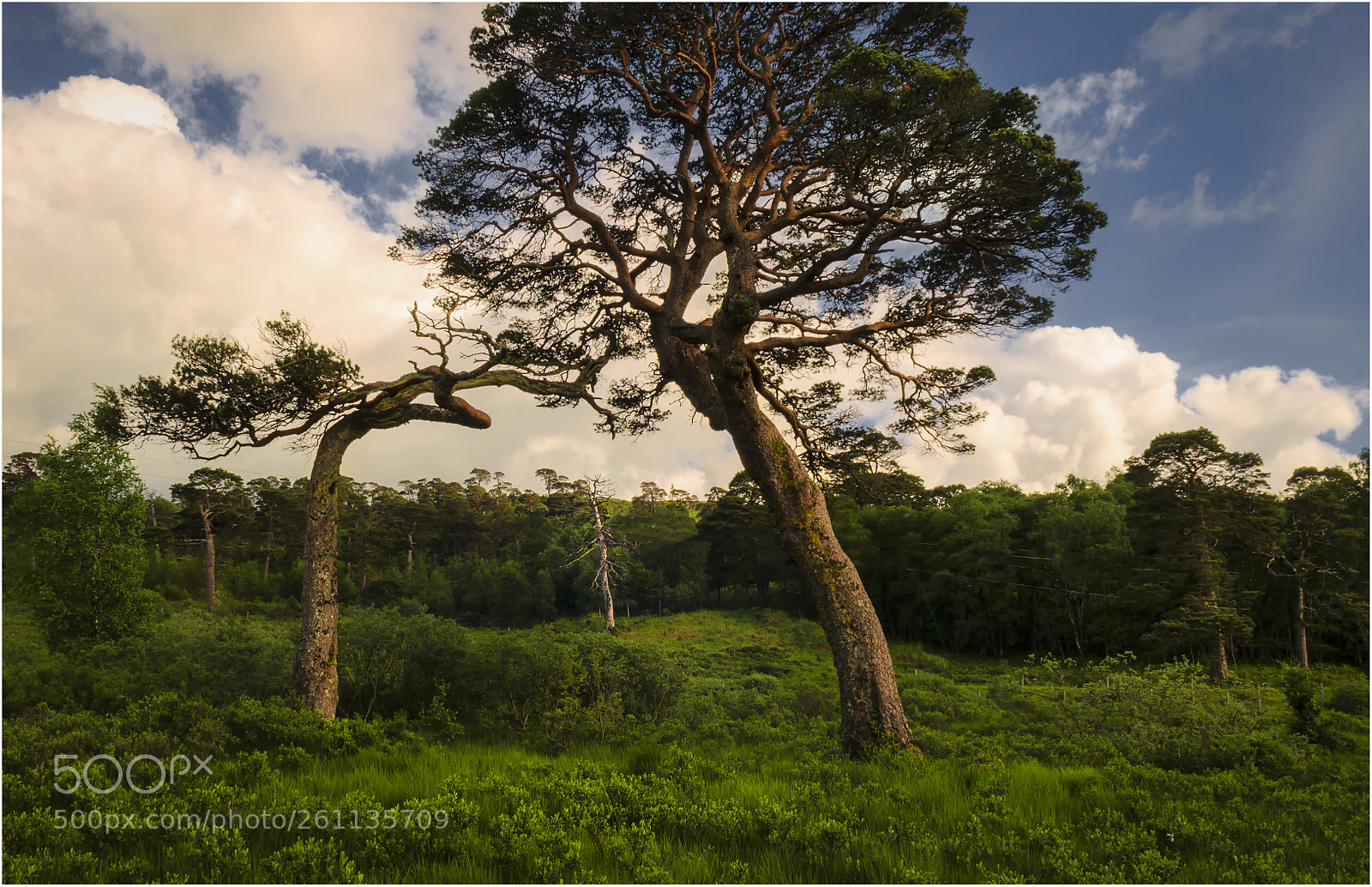Nikon D7000 sample photo. Loch  tulla- pine  reserve photography