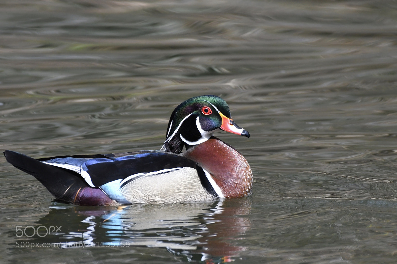 Nikon D500 sample photo. A day on the photography