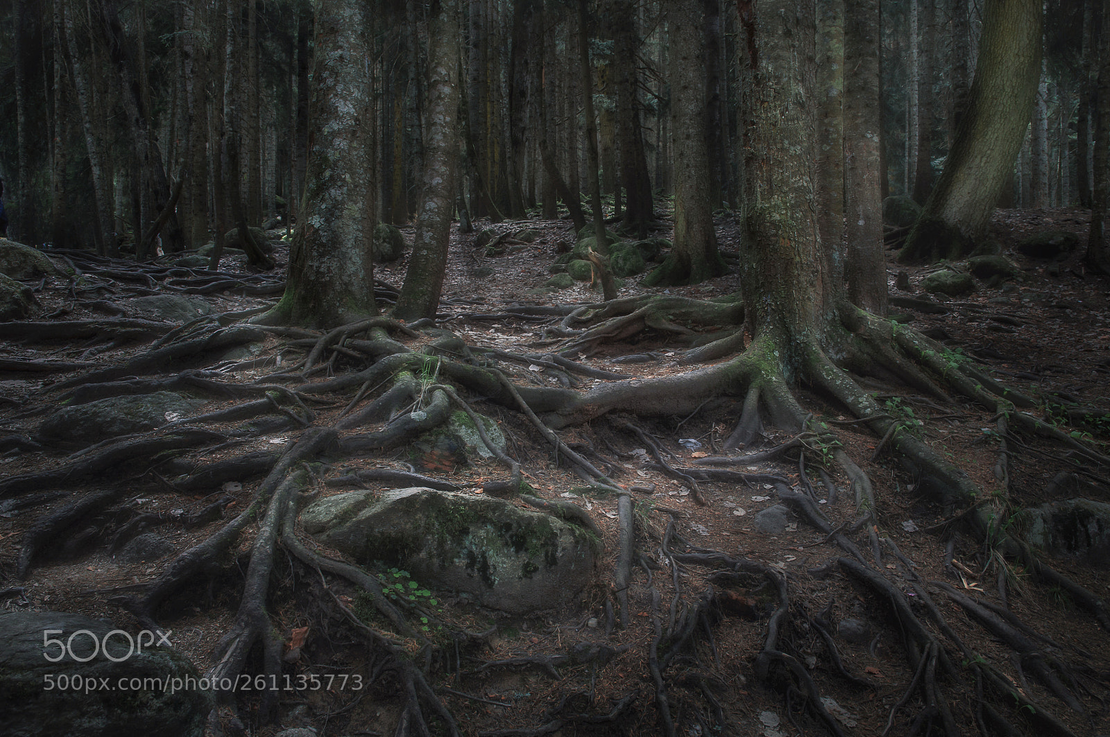 Nikon D90 sample photo. Dark forest photography