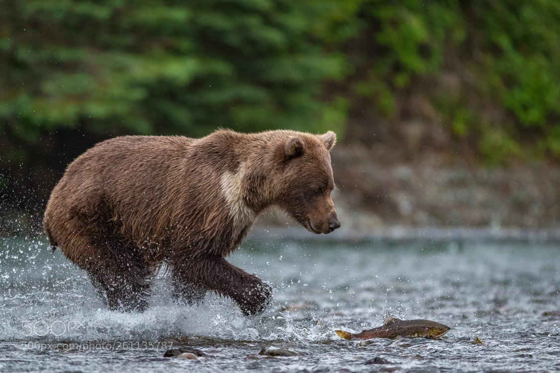Canon EOS-1D X Mark II sample photo. Grizzly bear photography