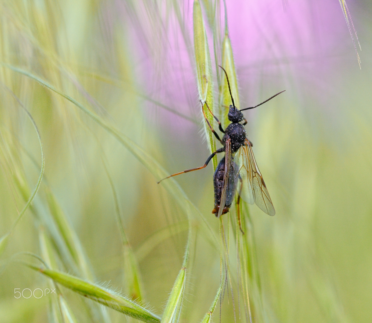 Nikon D300S + Nikon AF Micro-Nikkor 60mm F2.8D sample photo. Летним утром photography