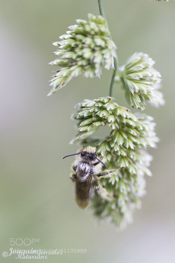 Canon EOS 7D sample photo. Equilibrio photography