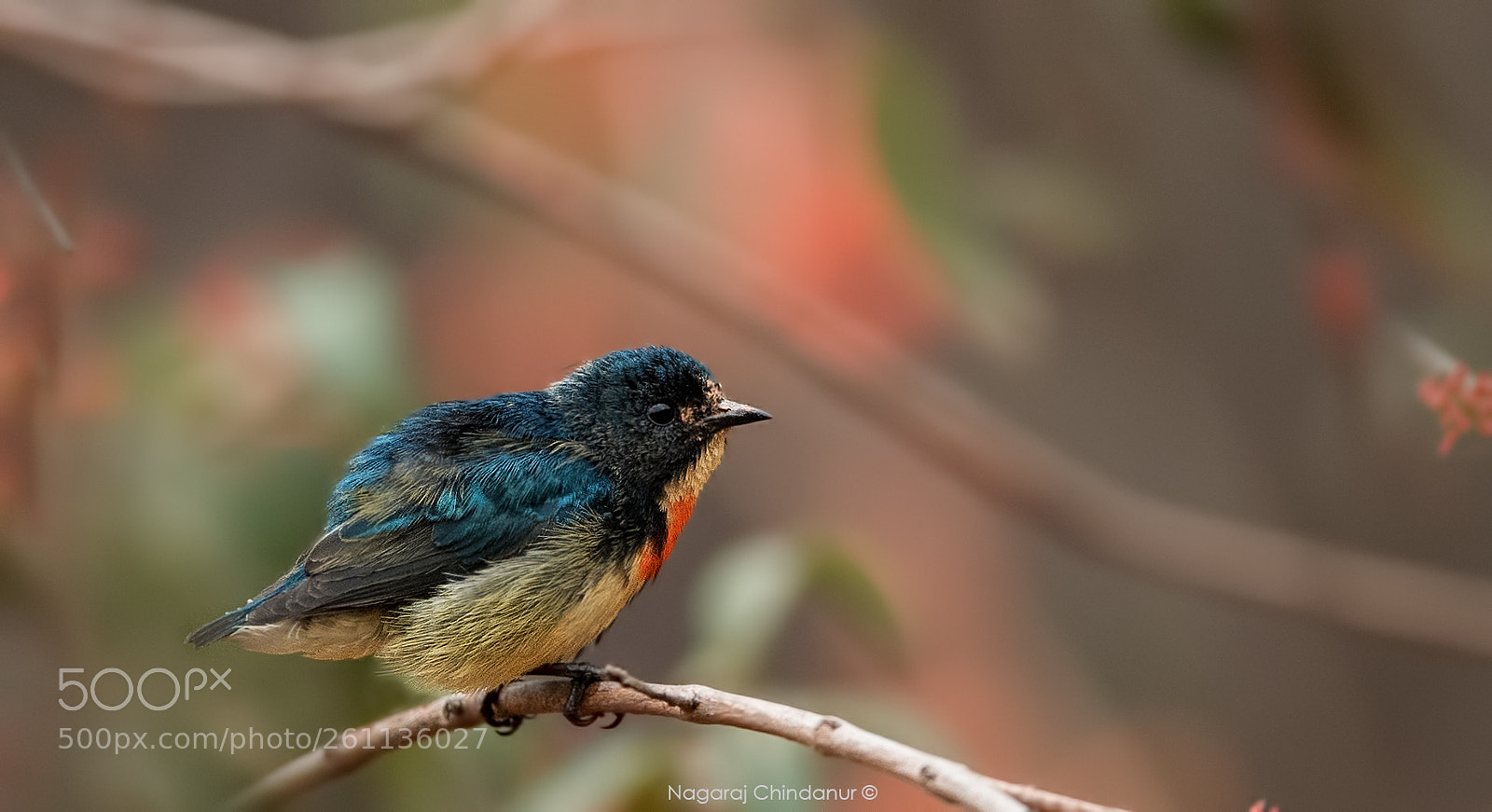 Nikon D5 sample photo. Fire-breasted flowerpecker photography