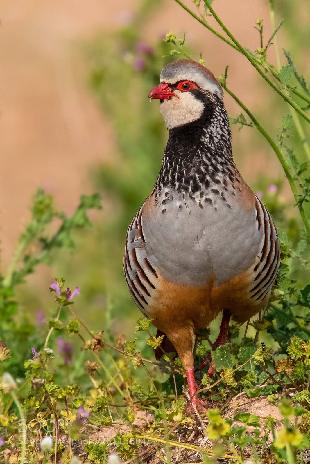 Canon EOS 7D Mark II sample photo. Red-legged partridge (alectoris rufa) photography