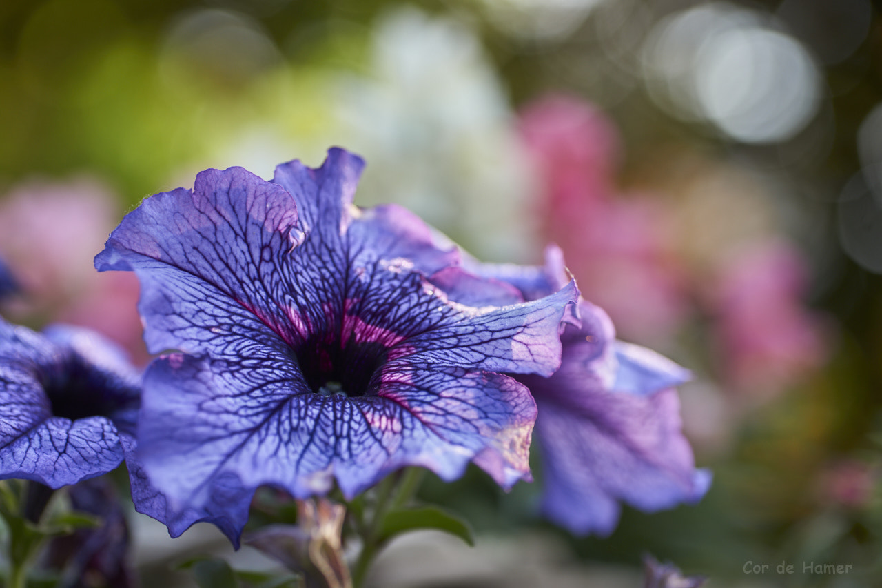 Sony a99 II sample photo. Blue petunia photography