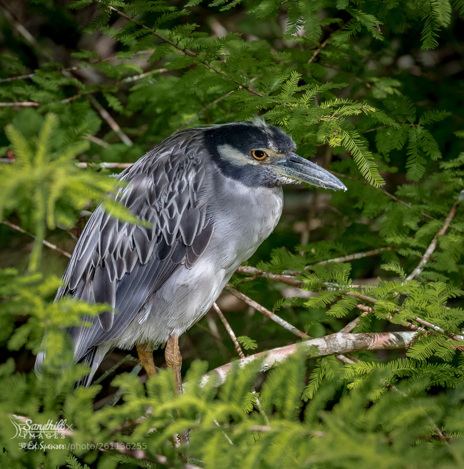 Canon EOS 7D Mark II sample photo. You really don't see photography