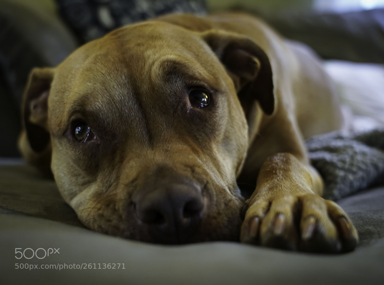Sony a7 III sample photo. Lazy dog photography