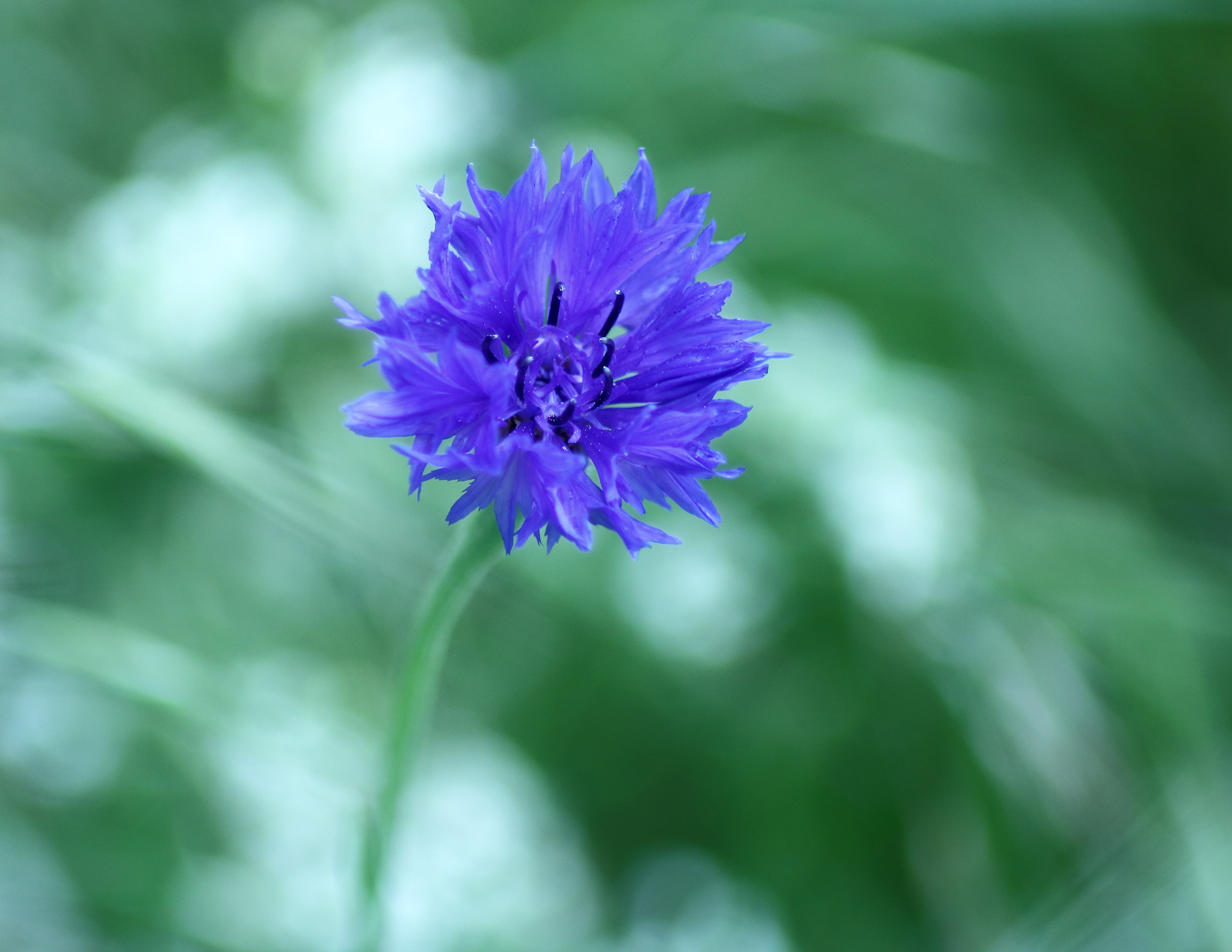Canon EOS 1200D (EOS Rebel T5 / EOS Kiss X70 / EOS Hi) sample photo. Onirique photography