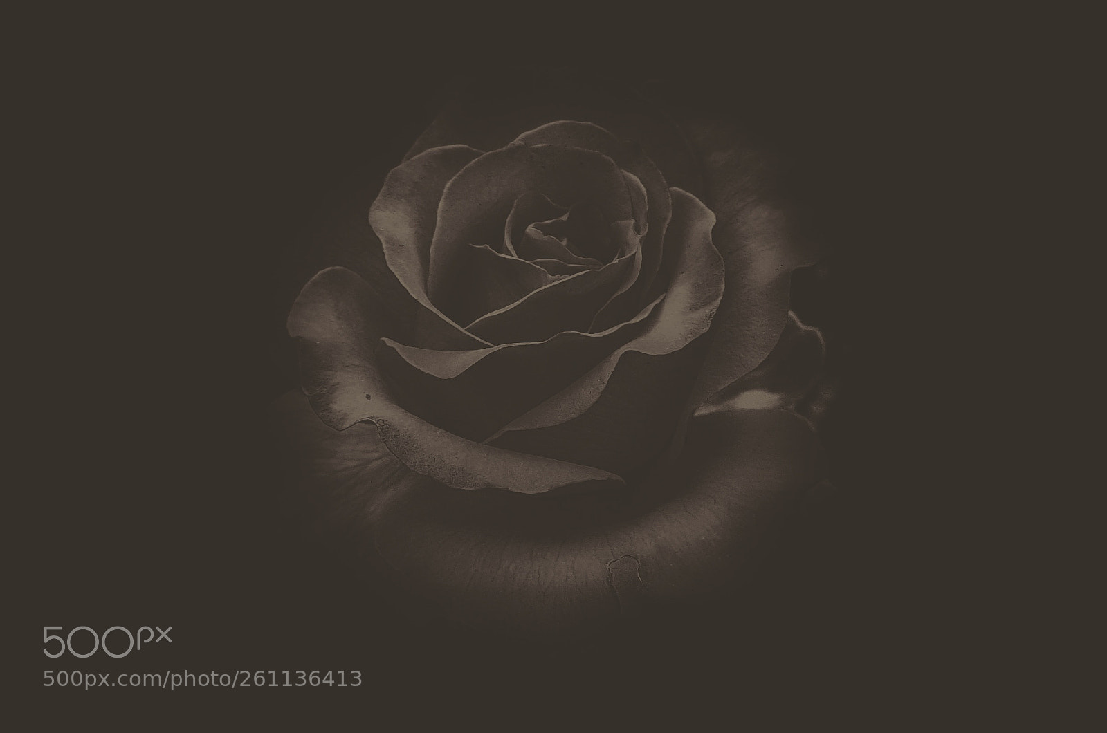 Samsung Galaxy S7 Edge sample photo. Another dark rose photography