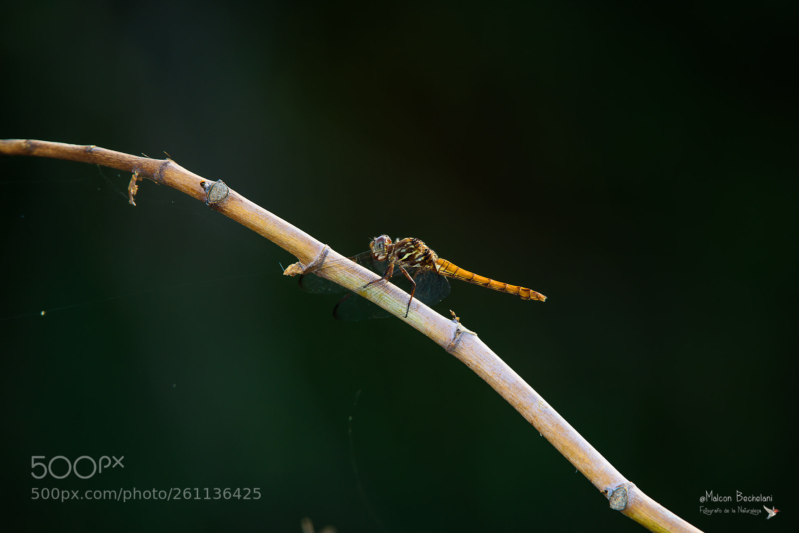 Nikon D810 sample photo. Mbs_1369-2.jpg photography