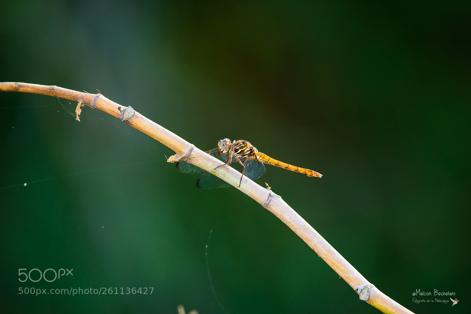Nikon D810 sample photo. Mbs_1369-3.jpg photography