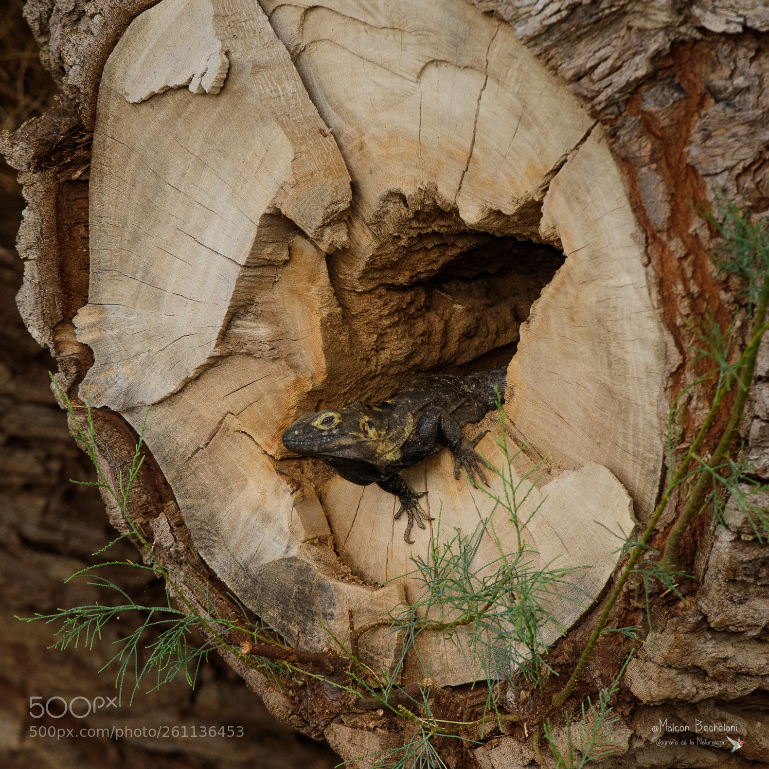 Nikon D810 sample photo. Mbs photography