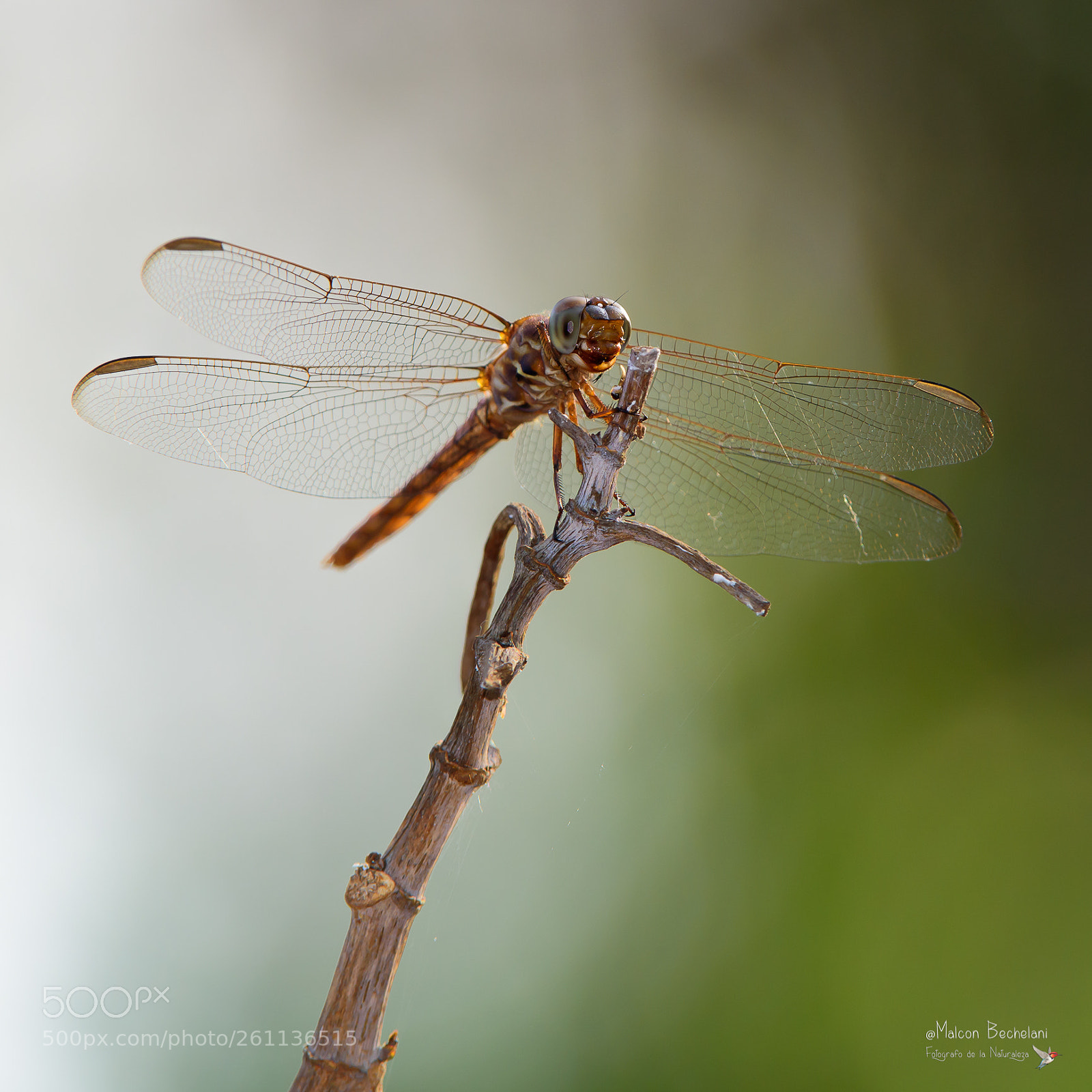 Nikon D810 sample photo. Mbs photography