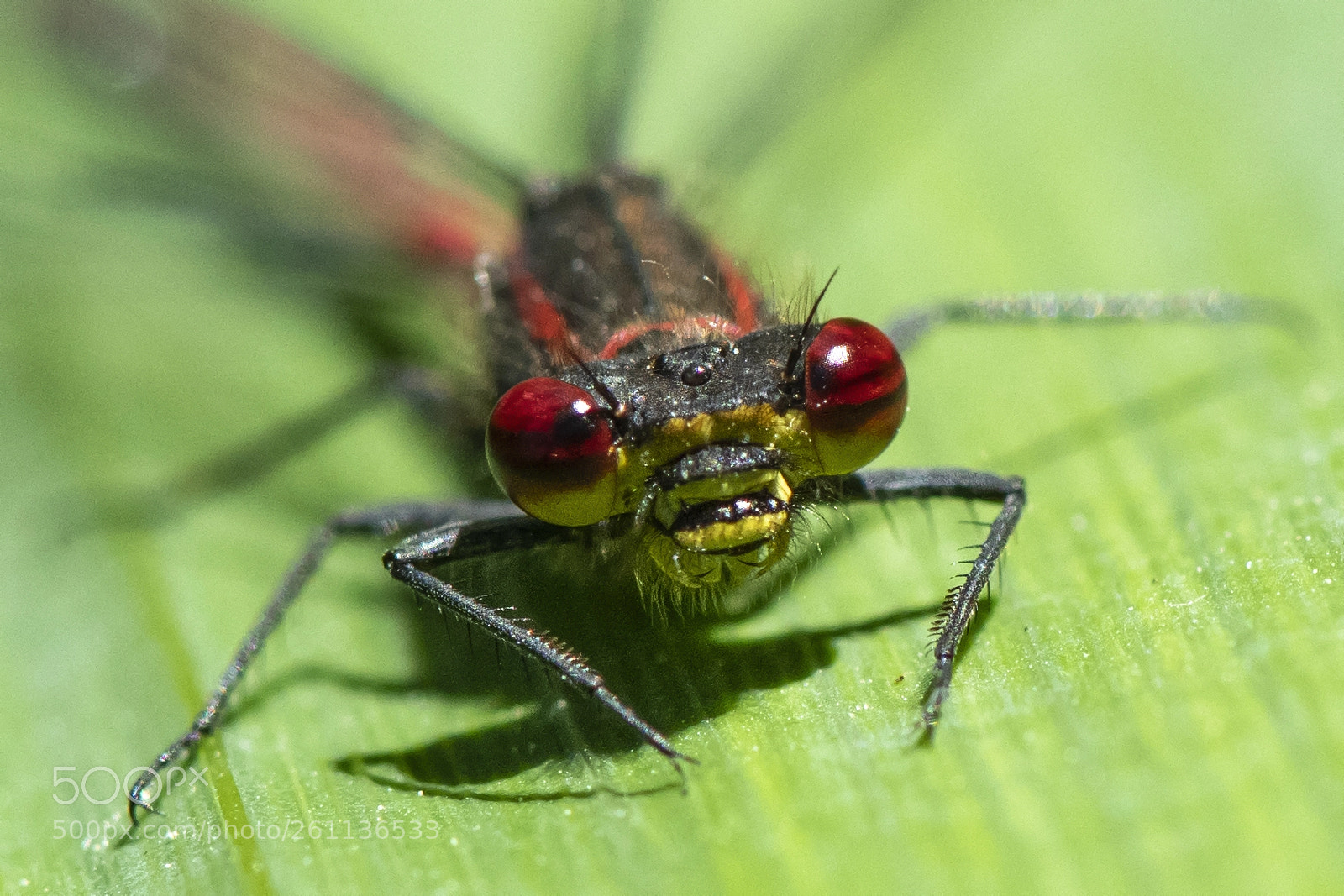 Nikon D850 sample photo. Pyrrhosoma nymphula - large photography