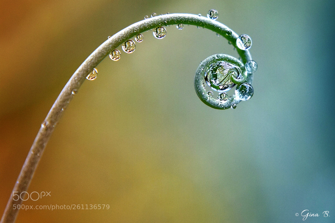 Nikon D3300 sample photo. Droplet art photography