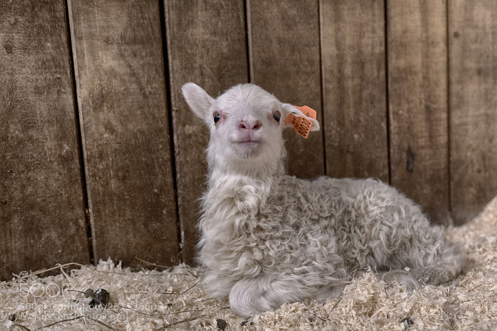 Nikon D500 sample photo. Baaa baaa photography