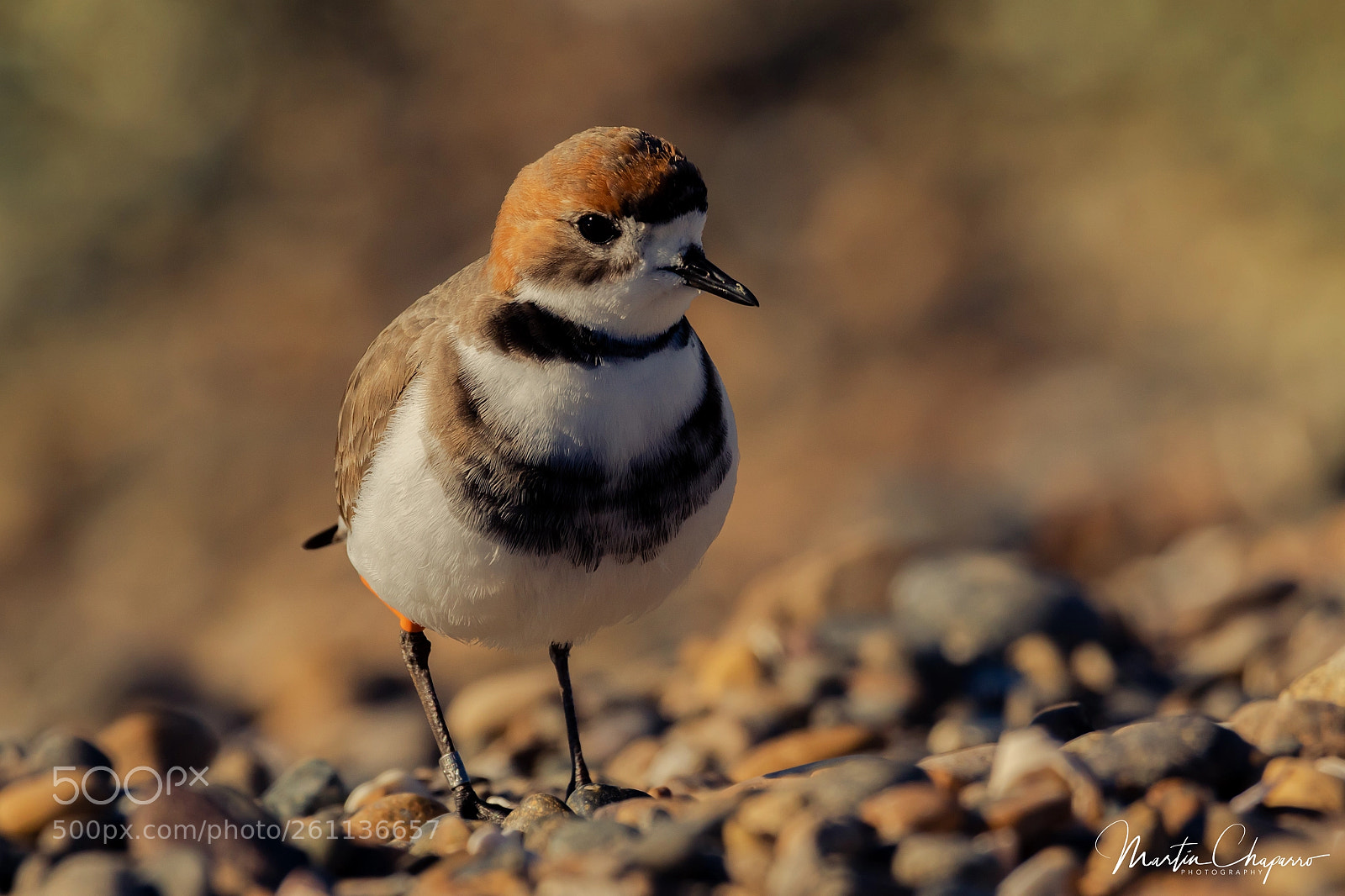 Canon EOS 7D Mark II sample photo. Chorlito de doble collar photography