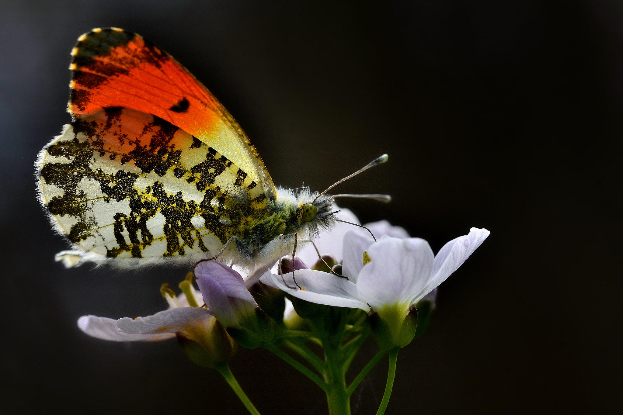 Nikon D7100 sample photo. Springtime photography