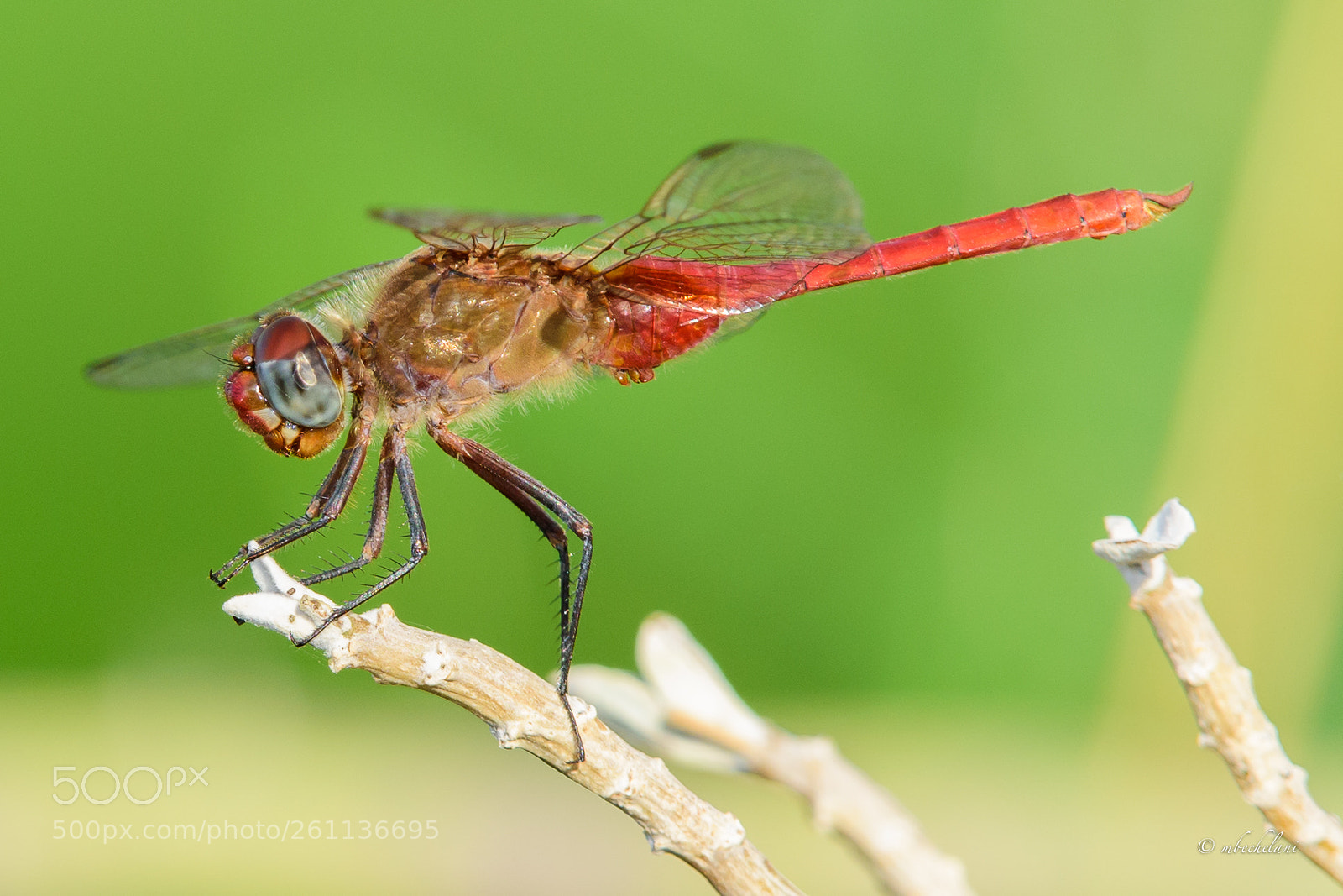 Nikon D810 sample photo. Mbs photography