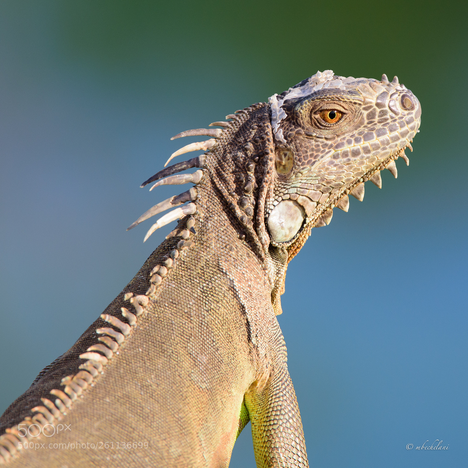 Nikon D810 sample photo. Mbs photography