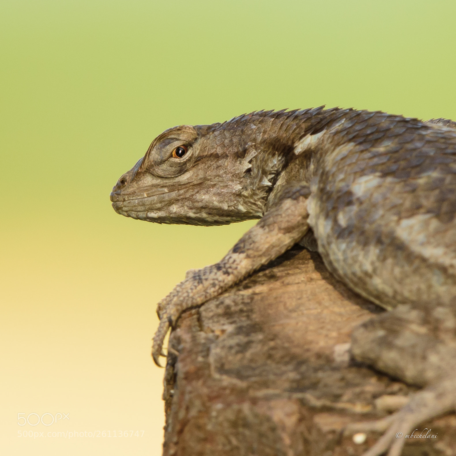Nikon D810 sample photo. Mbs photography