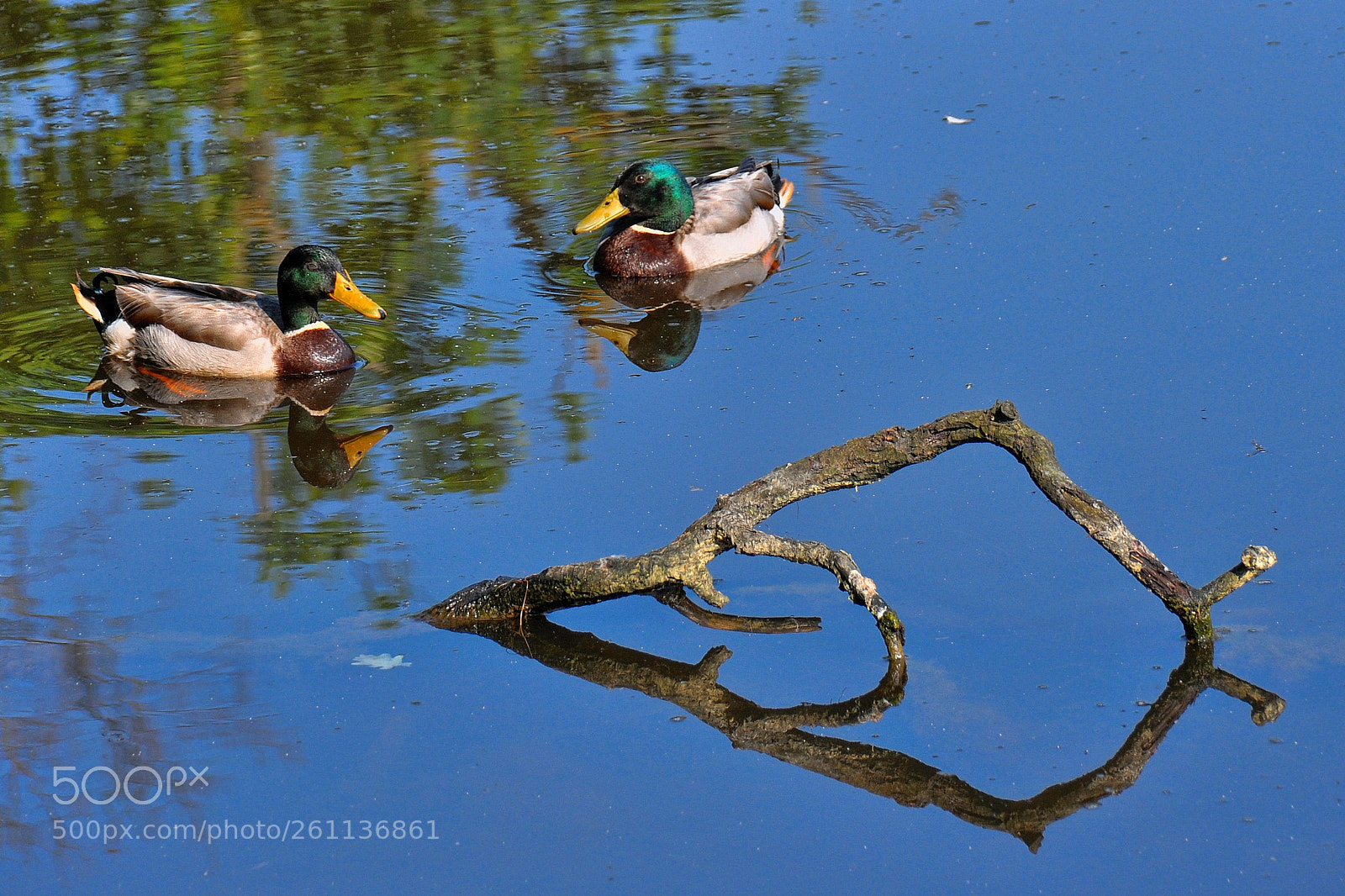 Nikon D90 sample photo. Mallard ducks photography