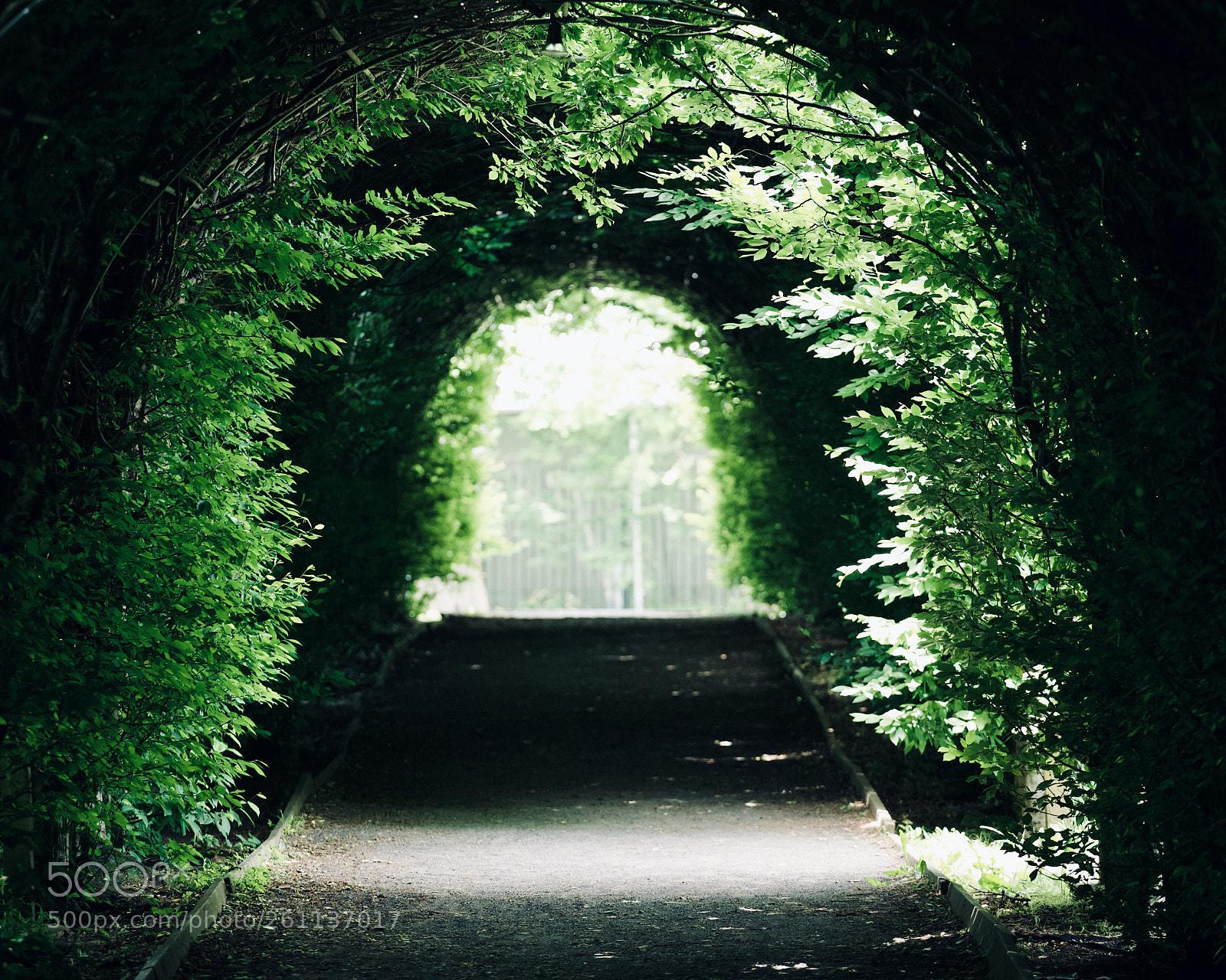 Canon EOS 6D sample photo. Green tunnel. photography