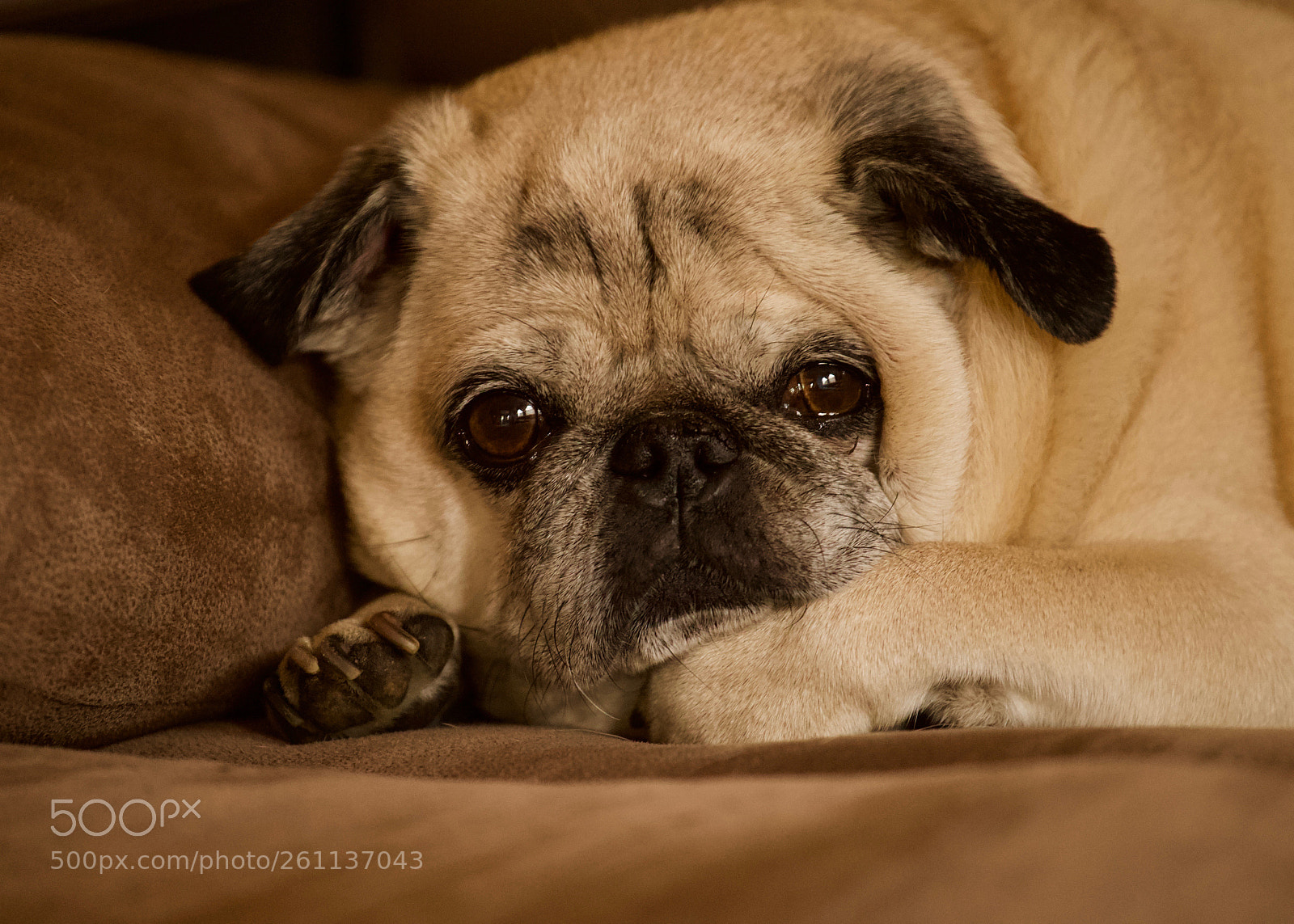 Canon EOS 6D sample photo. Dookie. photography