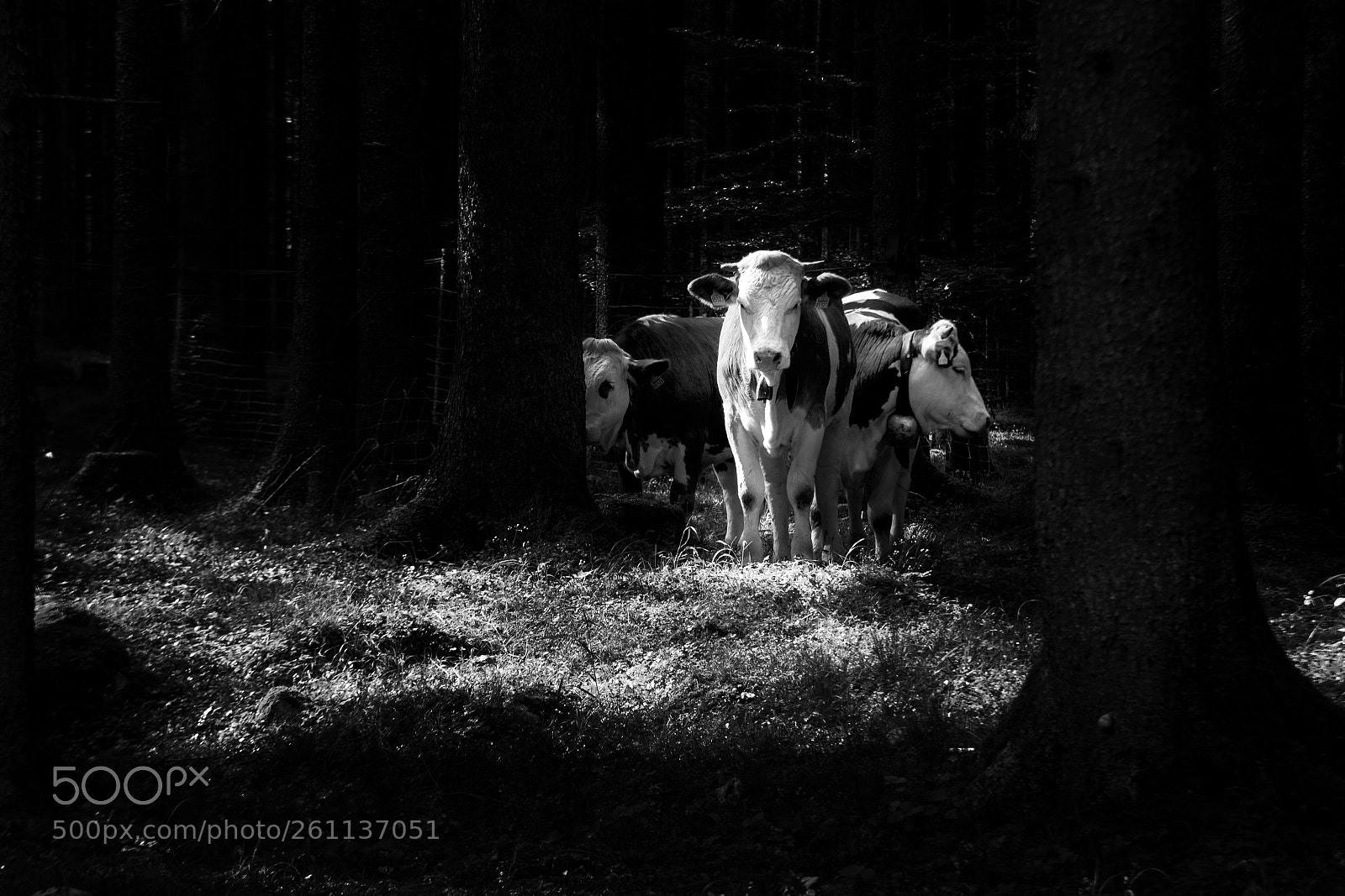 Nikon D750 sample photo. Cows in the woods photography