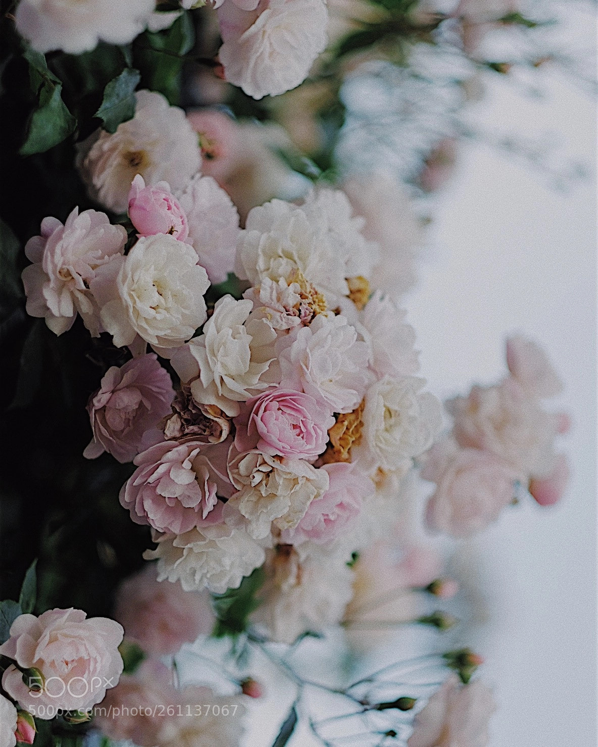Fujifilm X-T2 sample photo. Rose season in london photography