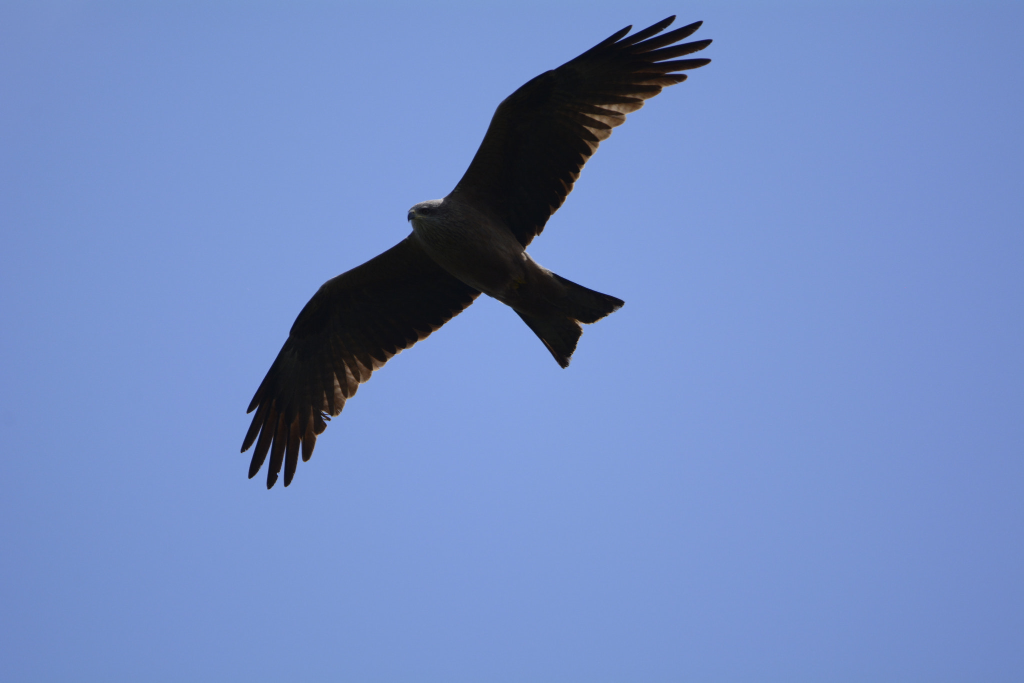 Nikon D7100 + Sigma 150-600mm F5-6.3 DG OS HSM | C sample photo. Milan noir / milvus migrans photography