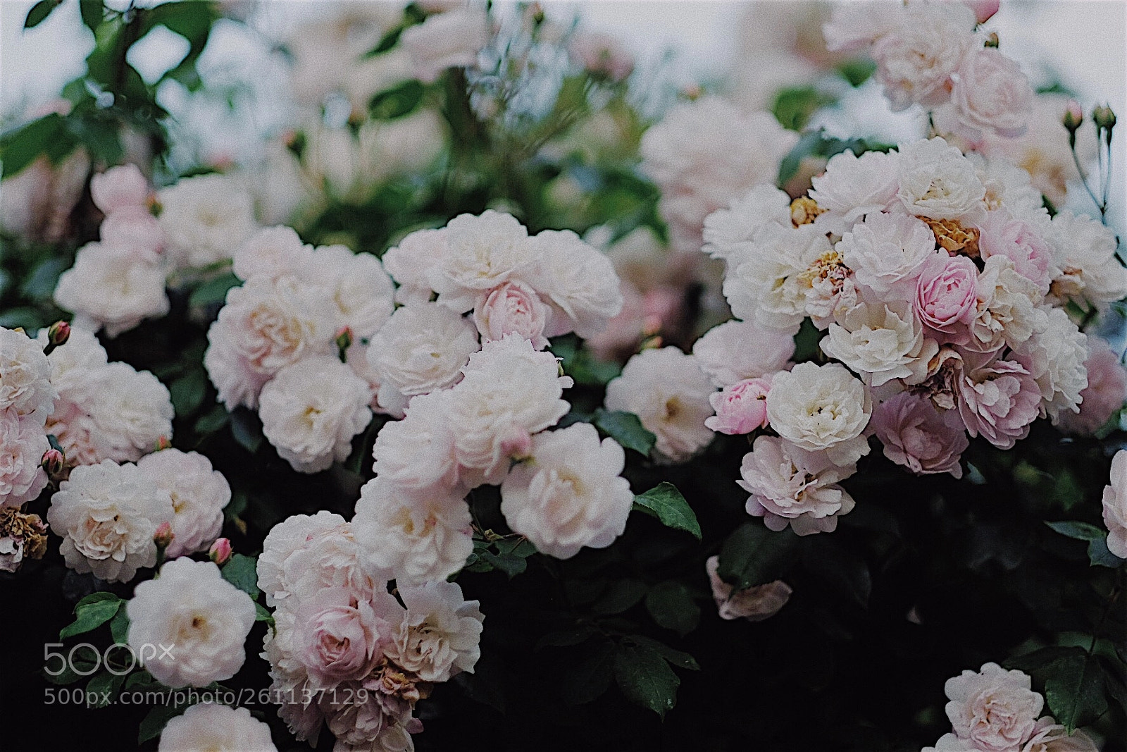 Fujifilm X-T2 sample photo. Rose season photography