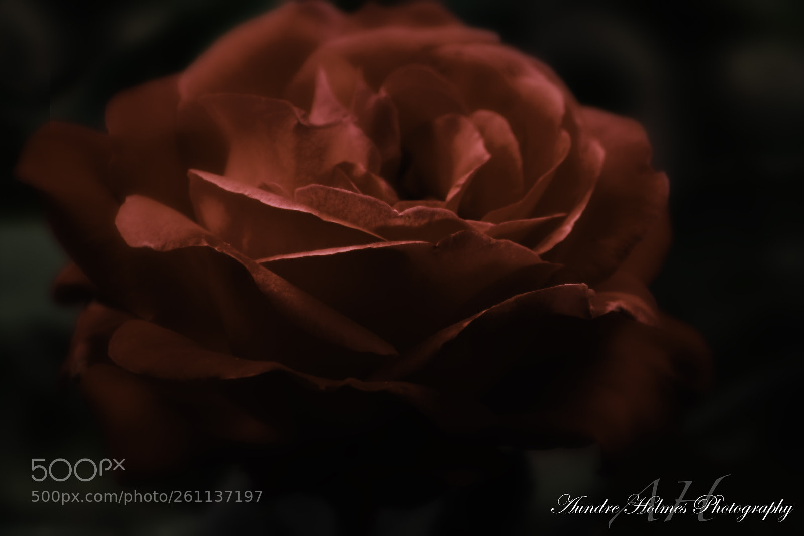 Canon EOS 7D sample photo. Lovely rose iii photography